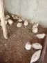 Папагали канарчета пътпъдъци, снимка 6