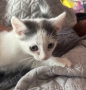 Подаряваме 3 прекрасни домашни котенца ❤️, снимка 4