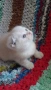 Шотландски котенца , снимка 6