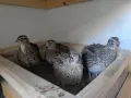 Пъдпъдъчи яйца за консумация или инкубация, снимка 18