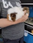 Морски свинчета , снимка 1
