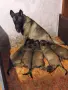 Белгийски овчарки, снимка 3