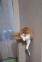 Персийски котета, снимка 1