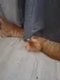 Малко пухкаво коте, снимка 2