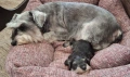 Мини (цверг) шнауцери, снимка 13