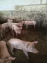 Продавам малки прасенца, снимка 3
