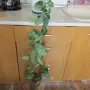  хоя восъче двуцветно, снимка 2