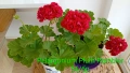 Сортово мушкато Pelargonium Plum Rambler , снимка 1