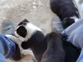 подарявам кученца на два месеца , снимка 3