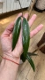 Hoya Хоя Sulawesiana albomarginata , снимка 3