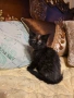 Мейн куун котета, снимка 2
