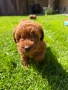 Момченце пудел/ male red poodle, снимка 1
