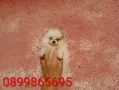 Померани. Снимки от днес !, снимка 6