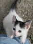 Подарявам котенца, снимка 2
