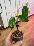 Hoya Хоя Coriacea Silver , снимка 2