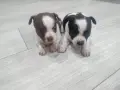 чихуахуа уникални , снимка 1