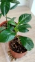 Гардения издънки Gardenia jasminoides, снимка 4