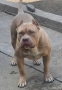Американско Були Хл American bully Xl ABKC , снимка 6