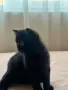 Малки шотландски котенца, снимка 3