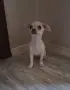 чихуахуа момиченца, снимка 8
