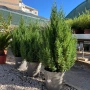 Хвойна Стрикта, Juniperus Stricta!!!, снимка 3