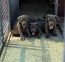 ТОП Американско були хл American bully xl ABKC, снимка 9