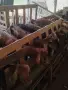 Продавам домашно гледани кози , снимка 2