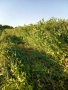 Продавам малки бали грах и овес, снимка 3