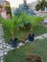 Палми Трахикарпус ! Trachycarpus palms, снимка 1