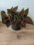 голяма копривка + подарък, снимка 1