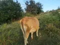 Месодайна юница на първото теле, снимка 3