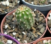 Кактус Chamaecereus hyb cv. Inca Sunset, снимка 3