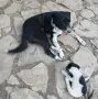 Подарявам кученца, снимка 3