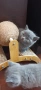 Котенца, снимка 11