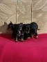 Пинчер мини , снимка 4