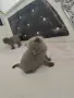 Британски котенца, снимка 9