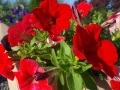 Petunia grandiflora ‘Go Tunia Red’ Каскадна Петуния Go Tunia Red – червена), снимка 1