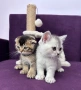 🐾 Шотландски клепоухи (Scottish Fold) и правоухи (Scottish Straight) котенца, снимка 5