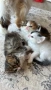 Домашни Котенца с Хигиенни Навици и Доставка до Вашия Град, снимка 6