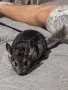 женска чинчила на 5 месеца , снимка 3