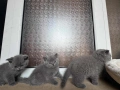 Продавам британски късокосмести котки., снимка 5