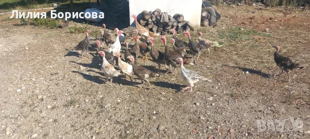 Продавам  Домашни Пуйки