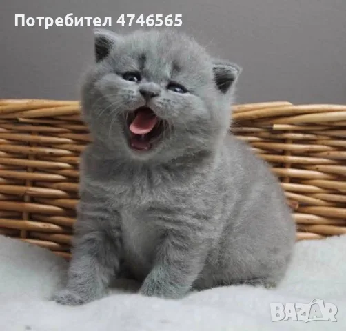 шотландска клепоуха