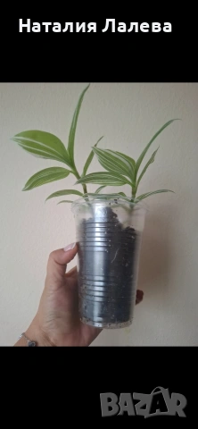 Традесканция, tradescantia albiflora albovittata, снимка 3 - Стайни растения - 55019196