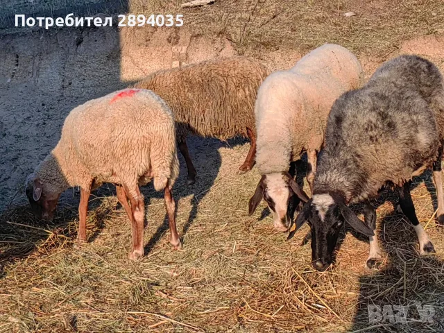 свободно цялото стадо , снимка 8 - Овце - 55697810