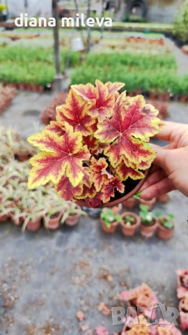 Хойхера Stoplight, студоустойчива, за сянка, снимка 2 - Градински цветя и растения - 52507064