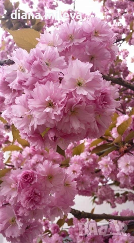 Японска Вишна Канзан, Сакура, Prunus Serrulata Kanzan, снимка 2 - Градински цветя и растения - 55161099