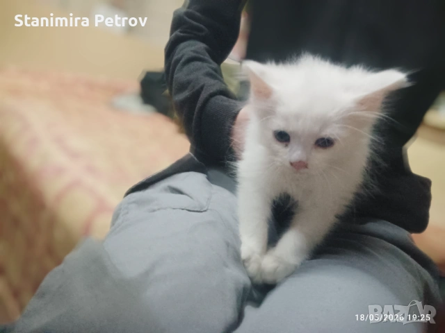 Сиамска дългокосместа котка, снимка 3 - Сиамска - 54596652