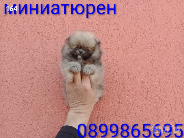 Мъжки и женски Померани. Реални снимки ! Различни възрасти !!!, снимка 10 - Померан - 53988372