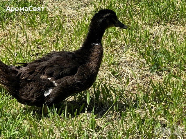 Патици, снимка 3 - Патици и гъски - 54330108